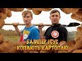 Бампер і Сус копають картоплю