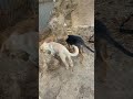 #puppies playing in #crete #bronxfamilia