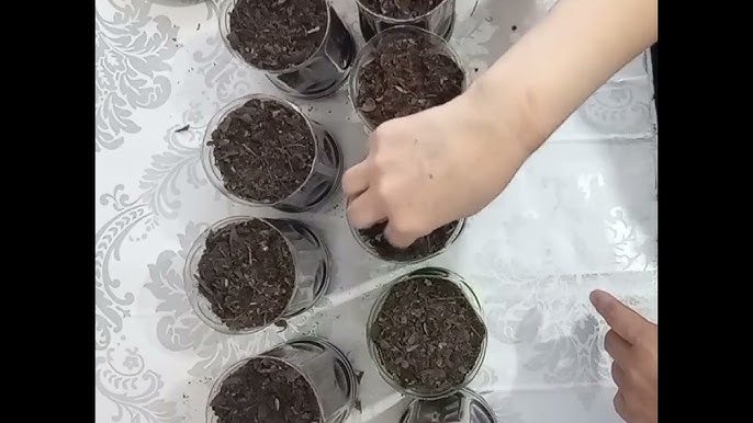 Үлкен кеуделердің жеке фотосуреттері Трасса порно