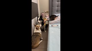 眼神里都是戏,还假装做一只守规矩的狗! #不养狗不知道养狗的乐趣 #边牧邓艾米