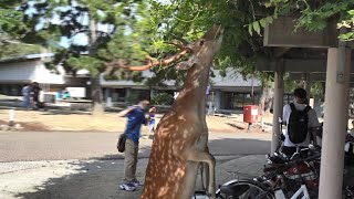 Deer stands on its hind legs to eat leaves from trees 立って木の葉を食べる鹿