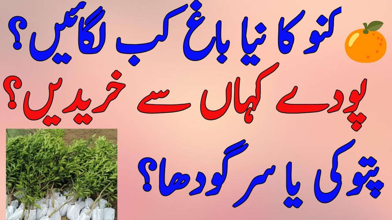 📢 کنو کا باغ کب لگائیں، پودے کہاں سے خریدیں؟ اچھے پودوں کی پہچان؟ Kinnow/ Citrus Plants Selection