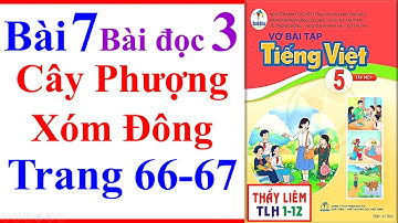 Vở Bài Tập Tiếng Việt Lớp 5 Bài 7 | Cây Phượng Xóm Đông | Trang 66 - 67 | Cánh Diều | Bài Đọc 3