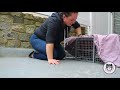 Trapping a Community Cat Colony in College Point! 16 kittens!