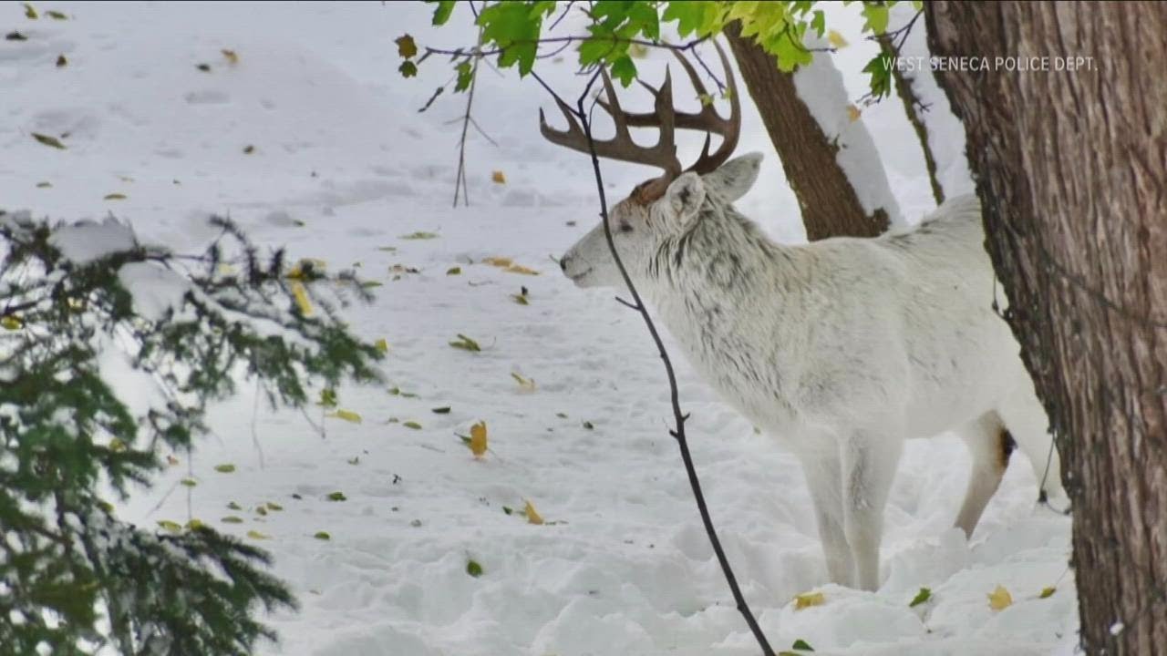 White deer spotted in West Seneca YouTube