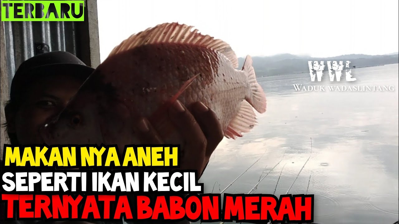 CARA MAKAN NYA ANEH SEPERTI IKAN KECIL TERNYATA BABON//MANCING NILA WADASLINTANG