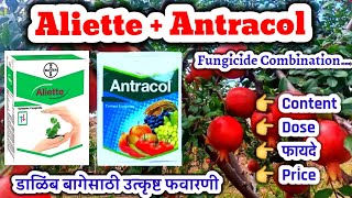 Aliette + Antracol fungicide Combination || डाळिंब बागेसाठी Aliette + Antracol फवारणी फायदे || Buyer