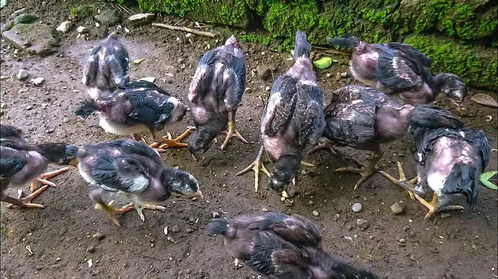 Video 1248051: burmese breed, breeding quality, home breed