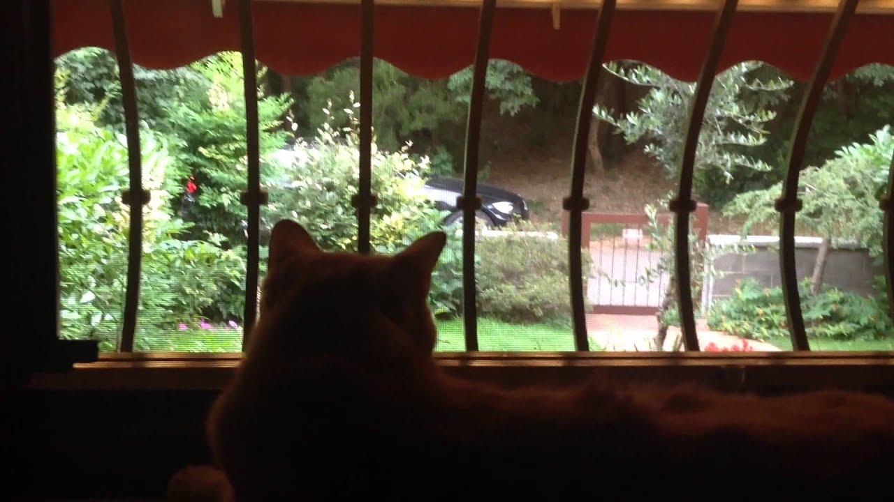 funny cats sleeping in weird positions compilation 2014 funnyplox Birdwatching - SISSI THE RED CAT