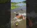 لم يعلم أن تمساحًا خلفه مباشرة! 😱🐊 #shorts