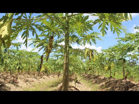 Video: ¿Se puede trasplantar una papaya? Consejos para trasladar árboles de papaya