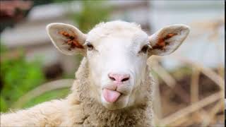 Тъпа овца /Stupid Sheep/