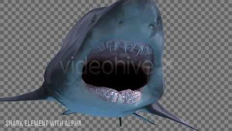 Shark Attack | Background Animation Video