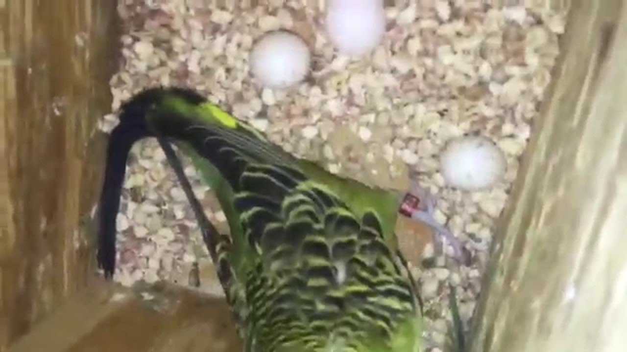 4 parakeet nest boxes full of eggs YouTube