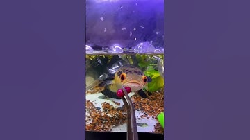 Cách thuần cá lóc khi về nhà mới #caloc #calockieng #caloccanh #meloccanh #calocvayrong