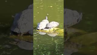 Львів, черепахи в Стрийському парку, лебедине озеро
