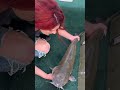 Double Digit Catfish Catch #shorts