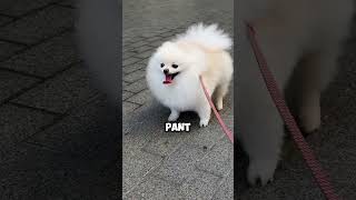 It Looks Cute… But Dogs Do This To Survive