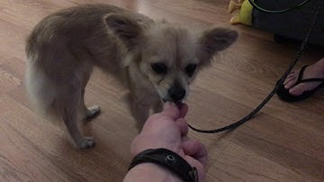 Using Counterconditioning to Help Zoe Stop Nipping When Being Leashed Up