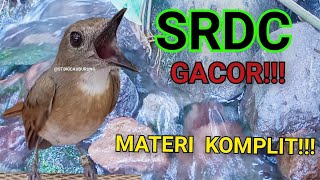 Download Lagu BURUNG SRDC GACOR MATERI KOMPLIT. @STBKICAUBURUNG  MP3