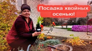Посадка хвойных осенью!