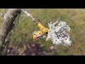 Le lichen ou mousse de chne le parasite sympathique