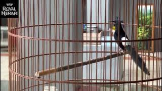 Nyore, Bersama Murai Batu Singa Africa !!!