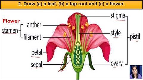 GEETA JAIN/SCIENCE/FORM 6/CHAPTER 7 /GETTING TO KNOW PLANTS/PART 7
