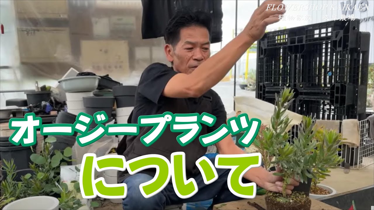 オージープランツセット 大人気のオージープランツの事について 植え替え 土 岐阜農場 【おうち