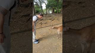 I cervi di Nara ♥️🇯🇵🦌 #vet #japan #nara #travel #giappone #travel #medvet #veterinaria #animals