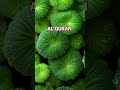 AL QURAN URDU TRANSLATION #qurantranslation #islamic #shortsfeed