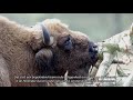 Handling European bison with care subNL PWN2017