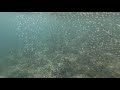 Under adriatic 2k  incredible underwater world od montenegro  original sound no loop