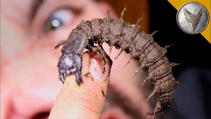 ULTRA RARE! - Velvet Worm 