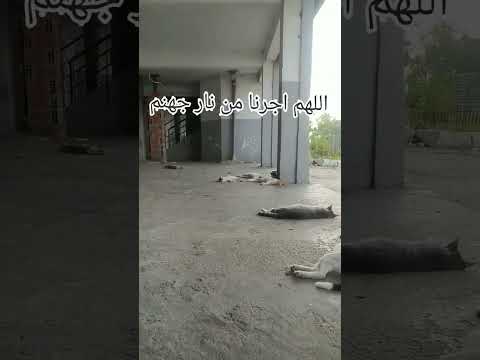 شوفو شحال درجة الحرارة في الجزائر