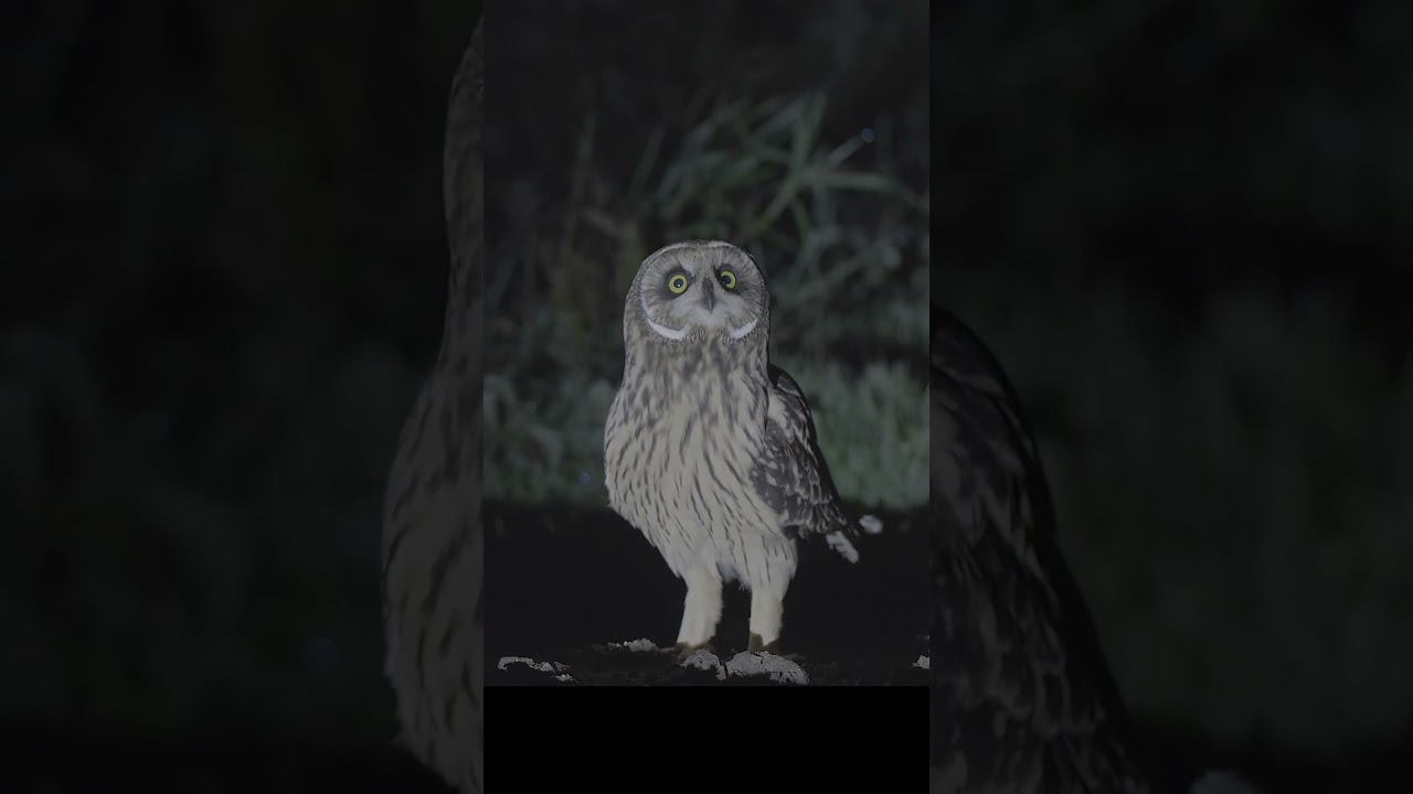 Short-eared owl and woodcock. 