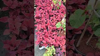 Red Coleus New Variety