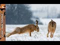 Охота на зайца. Джейранов (каракурюков) больше чем зайцев. Конец декабря 2022г.