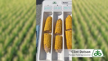 Corn Yield Estimation