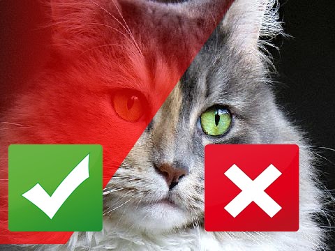 gregory and the hawk 7 Common Eye Problems in Cats