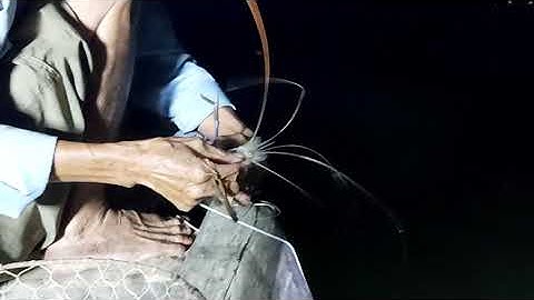 Giăng câu tôm càng trúng đậm