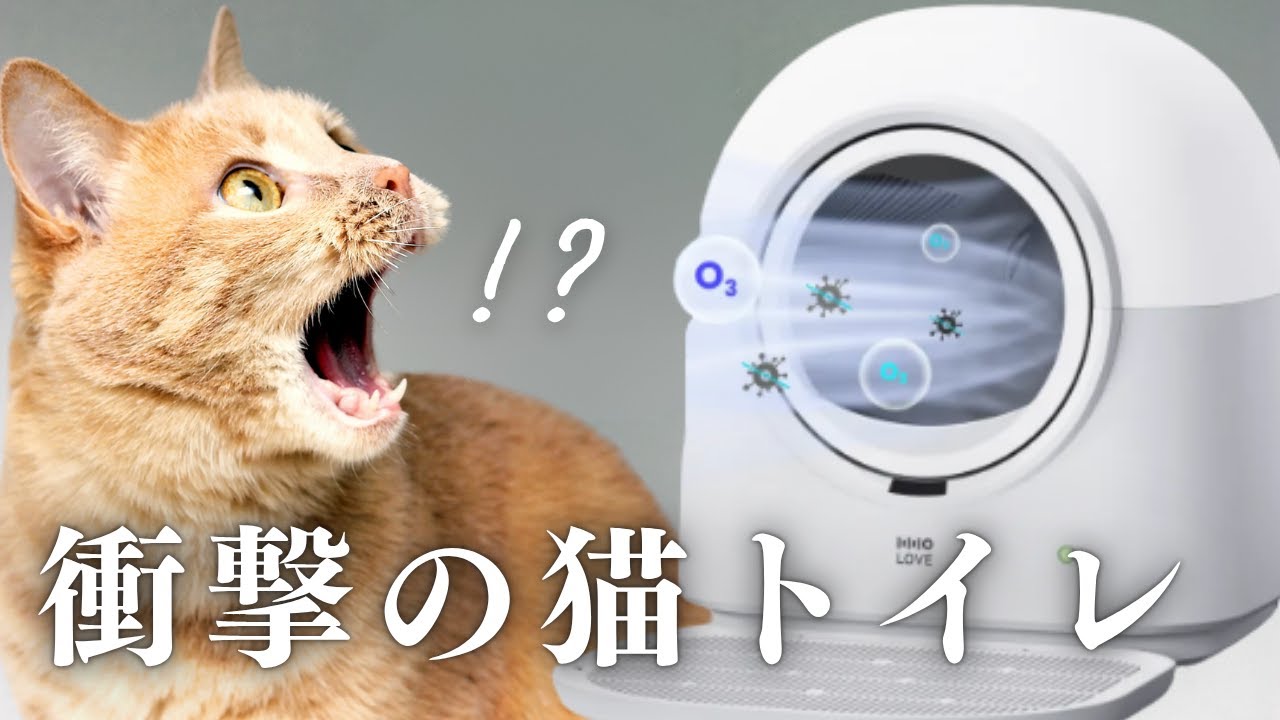 The fully automatic, high-tech cat litter box 