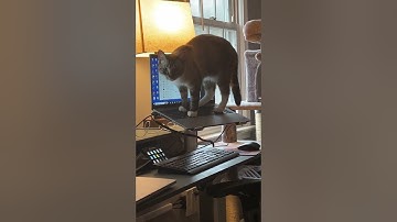 Cat Plays with Laptop