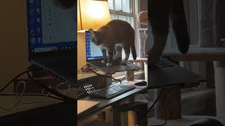 Cat Plays with Laptop's Keyboard