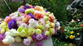 Download Lagu Begonia Brilliance 2018 at Gardens by the Bay MP3