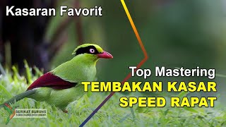 Tembakan Kasar Lawan Auto Kelabakan | Masteran Tembakan Kasar Speed Rapat Untuk Burung Juara Lomba