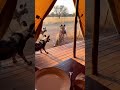Cheetah Raids Tent, Steals Tourist's Steak