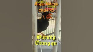 Story WA... Burung Beo / Tiung