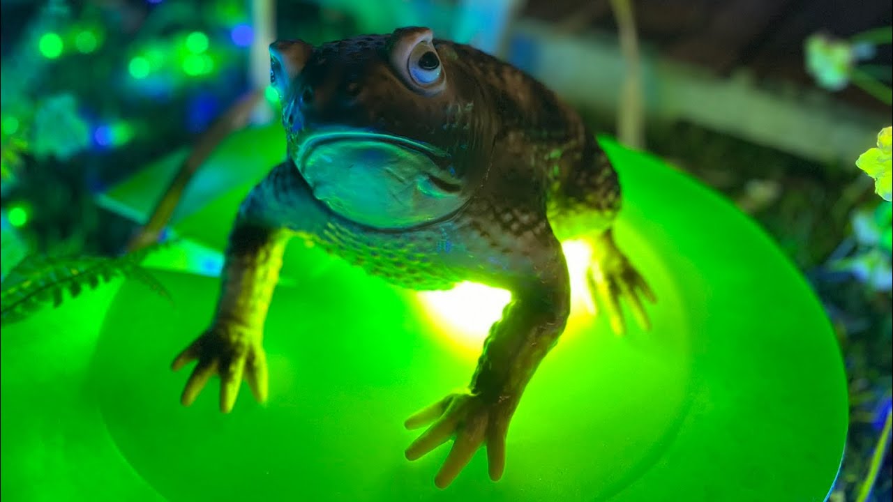 Best static prop 2024 , The water lilies for the witch pet