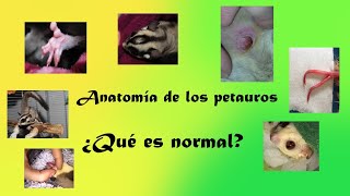 Anatomía de los petauros ¿Qué es normal y qué no lo es? sugar glider anatomy